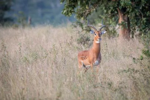 An Impala staring at the camera. Stock Photos