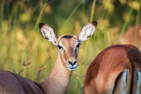 Impala starring at the camera in Chobe. Stock Photos