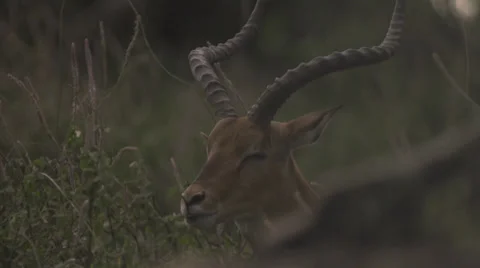 Impala at sunset, closeup Stock Footage 33547312