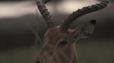 Impala at sunset, closeup Stock Footage 33547343