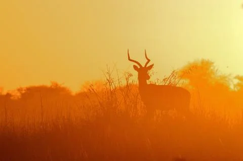 Impala sunset Stock Photos
