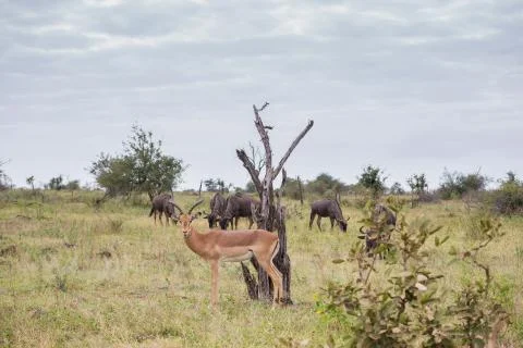 Impala surrounded by wildebeest Stock Photos