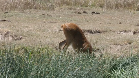 Impala in the swamp Stock Footage 125510992