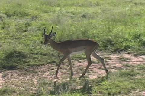 Impala Tarangire Video stock 125730