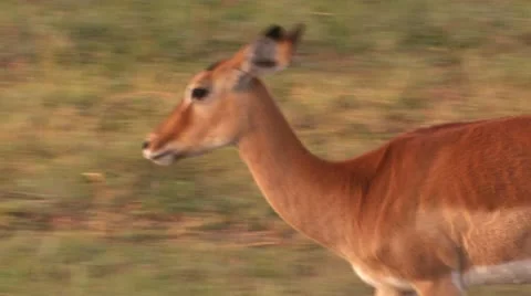 Impala walk to the tree Video stock 22248267