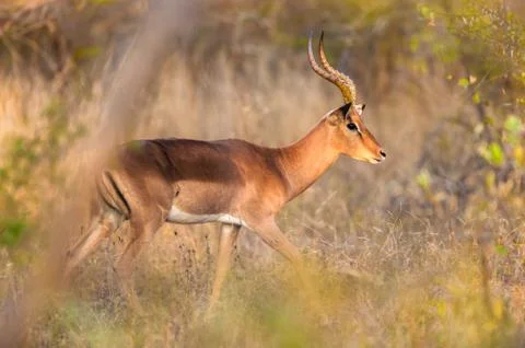 Impala walking in the bush Stock Photos