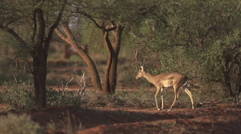 Impala walking  Stock Footage 33530672