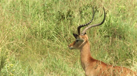 Impala walking Stock Footage 33691341