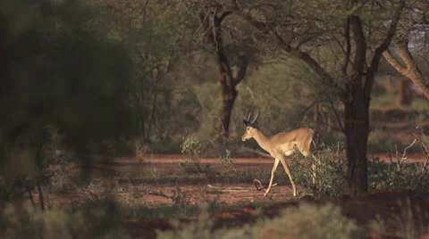 Impala walking at sunset  Stock Footage 33530671