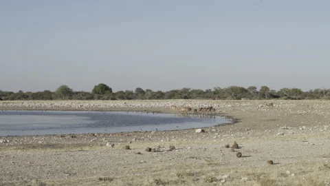Impala waterhole 01 Stock Footage 229620354