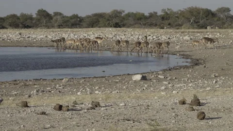 Impala waterhole 02 Stock Footage 229620356
