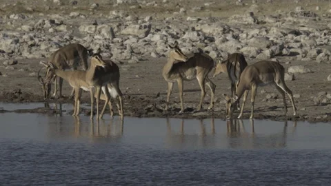 Impala waterhole 03 Stock Footage 229620586