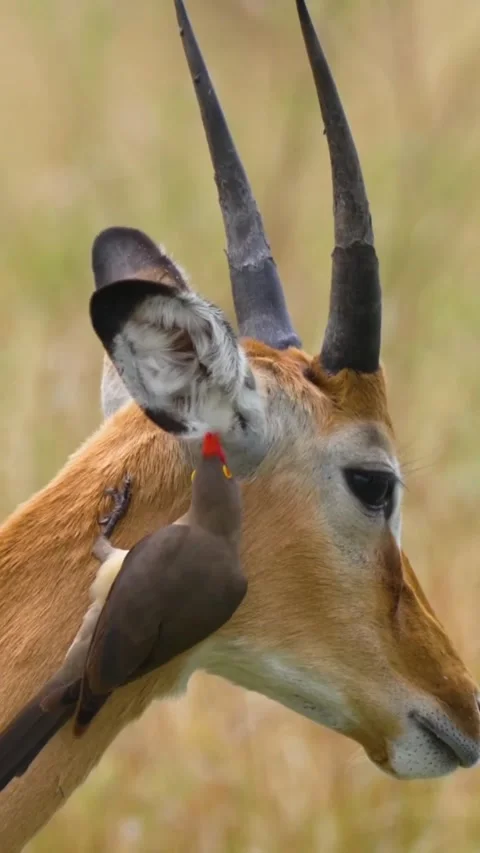 Impala in the wild Stock Footage 326637205