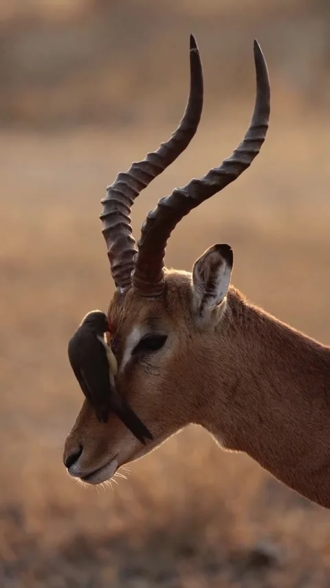 Impala in the wild Stock Footage 326637559
