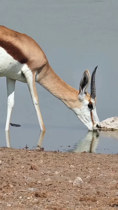 An impala in the wild Vídeo Stock 330065633