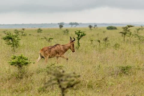 An impala in the wild Stock Photos