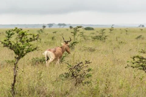 An impala in the wild Stock Photos