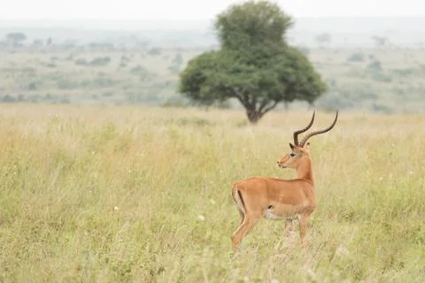 An impala in the wild Stock Photos