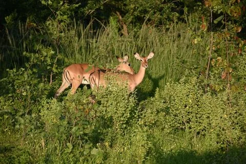 Impala in the wild Stockfoto's