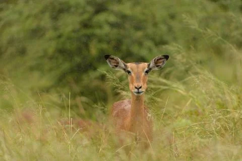 Impala in the wilderness Stock Photos