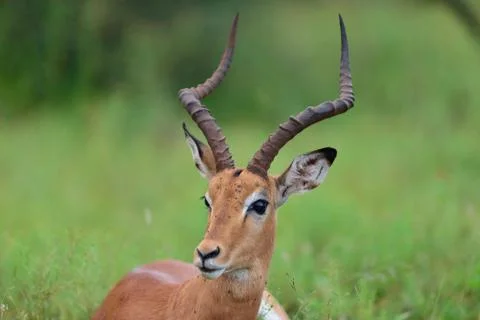 Impala in the wilderness Stock Photos
