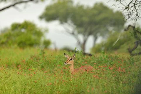 Impala in the wilderness Stock Photos