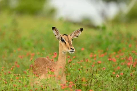 Impala in the wilderness Stock Photos