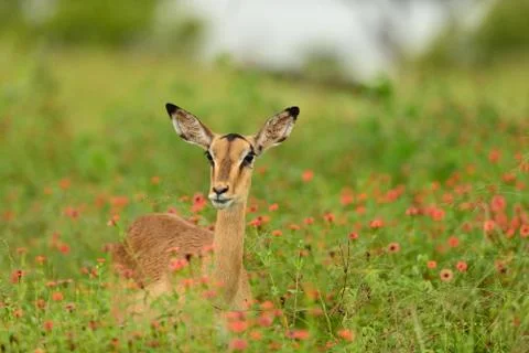 Impala in the wilderness 스톡 사진