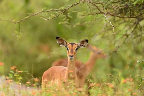 Impala in the wilderness Fotos Stock