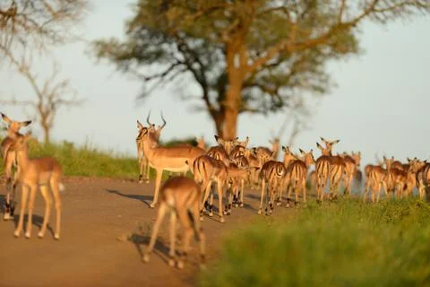 Impala in the wilderness Stock Photos