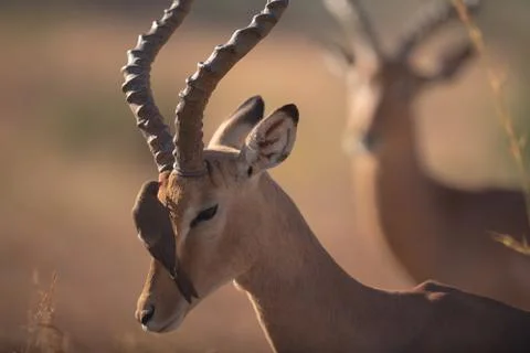 Impala in the wilderness Stock Photos