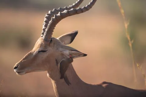 Impala in the wilderness Stock-Fotos