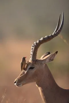 Impala in the wilderness Stock-Fotos
