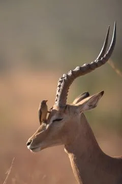 Impala in the wilderness Stock Photos