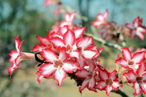 Impalaliy Stock Photos