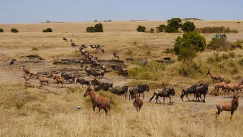 Impalas and wildebeests run with panic and cross the dried river Stock Footage 106842917