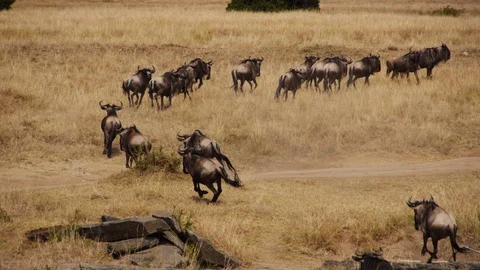 Impalas and wildebeests run with panic and cross the dried river Stock Footage 106842990