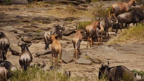 Impalas and wildebeests walk during great migration in Masai Mara national park  Stock Footage 106842783