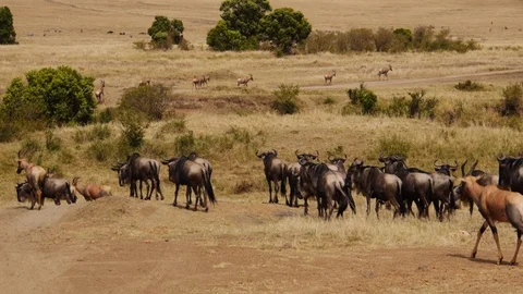 Impalas and wildebeests walk during great migration in Masai Mara national park  Stock Footage 106842791