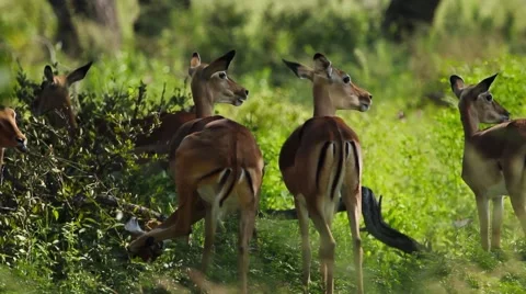 Impalas antelope of botswana Stock Footage 45733813