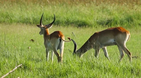 Impalas antelope of botswana Stock Footage 45733961