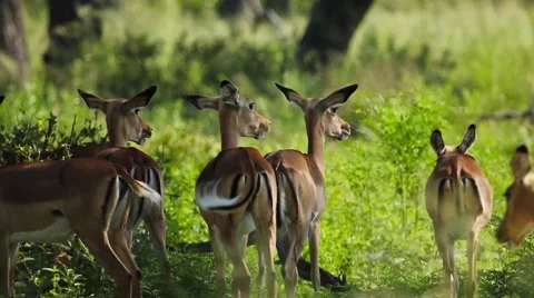 Impalas antelope of botswana Stock Footage 45734108