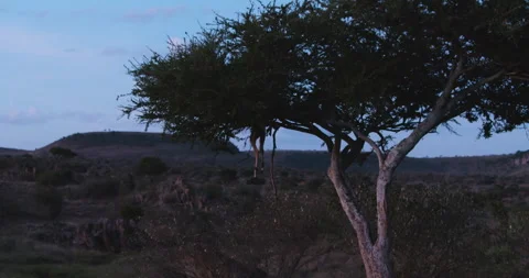 An Impalas carcass hanging off a tree branch in dry savannah Stock Footage 310976229