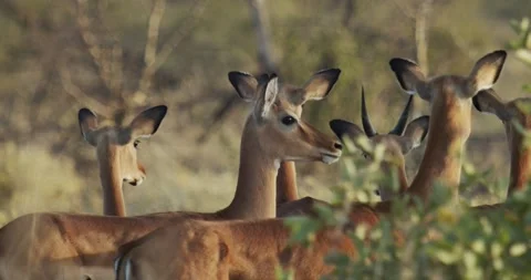Impalas Close Up Stock Footage 303921882