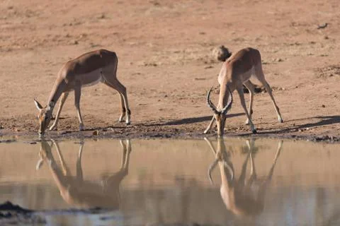 Impalas drinking water Stock Photos