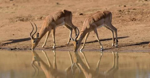 Impalas drinking water Stock Photos