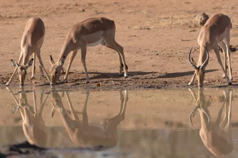 Impalas drinking water Foto stock