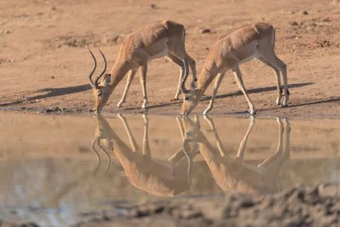Impalas drinking water Stock Photos