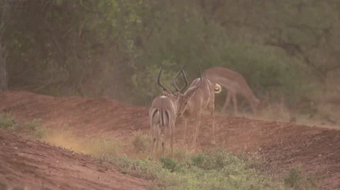 Impalas fighting at dawn  Stock Footage 33530725