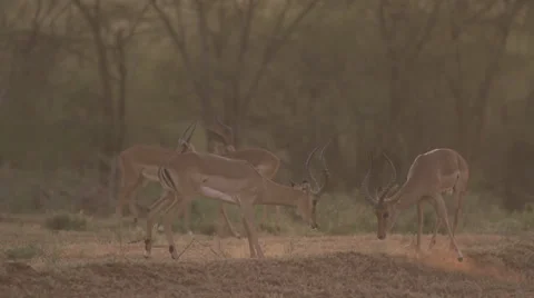 Impalas fighting at dawn  Stock Footage 33530764